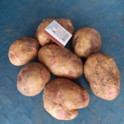 Фото 5. Продам оптом- від 3т товарну картоплю від виробника Арізона, Пікасо