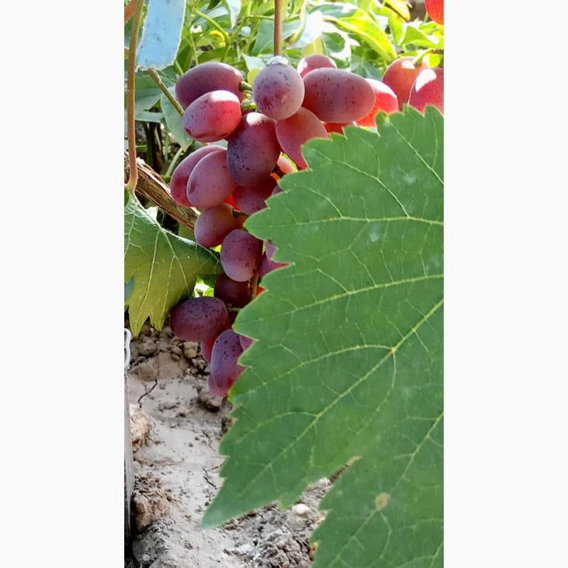 Фото 5. Саджанці винограду