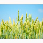 Реализуем семена озимой пшеницы: сорт Ласточка одесская, Пилиповка
