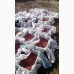 Продаем воздушку чеснока сорт Любаша, урожай 2016 г