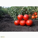 Продам помидоры оптом с поля