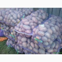 Продам картофель белароса, скарб, санте та др.Фото 100%
