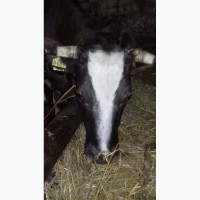 Продам добру корову з 3 телям 8-мий місяць тілна