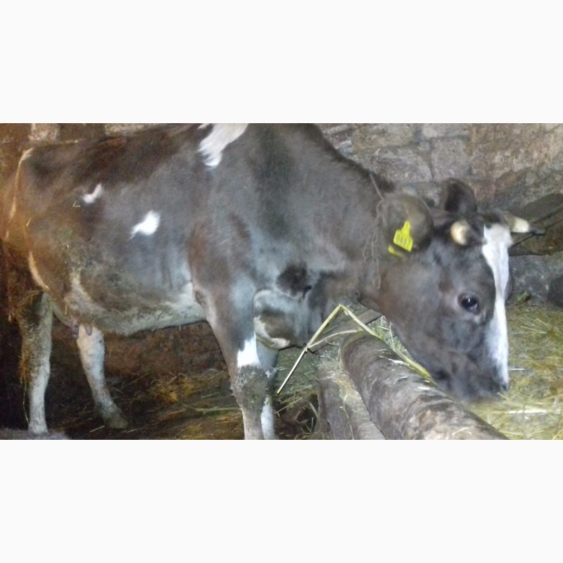 Фото 3. Продам добру корову з 3 телям 8-мий місяць тілна
