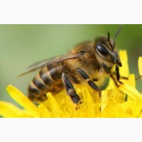 Продам Бджолопакети! 100-120шт ЦІНА ДОГОВІРНА