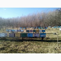 Пропоную бджолосімі та бджолопакети різноі комплектаціі