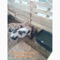 Чарівнюля» Еко-Корм для свиней, ВРХ та курей