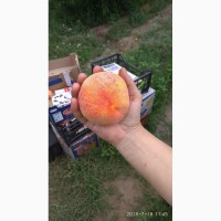 Продам персики сорт Редхейвен
