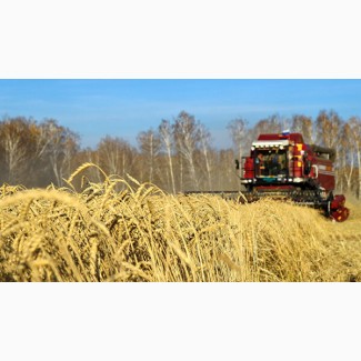 Закупка зерновых культур: куплю Пшеницу в вашем регионе