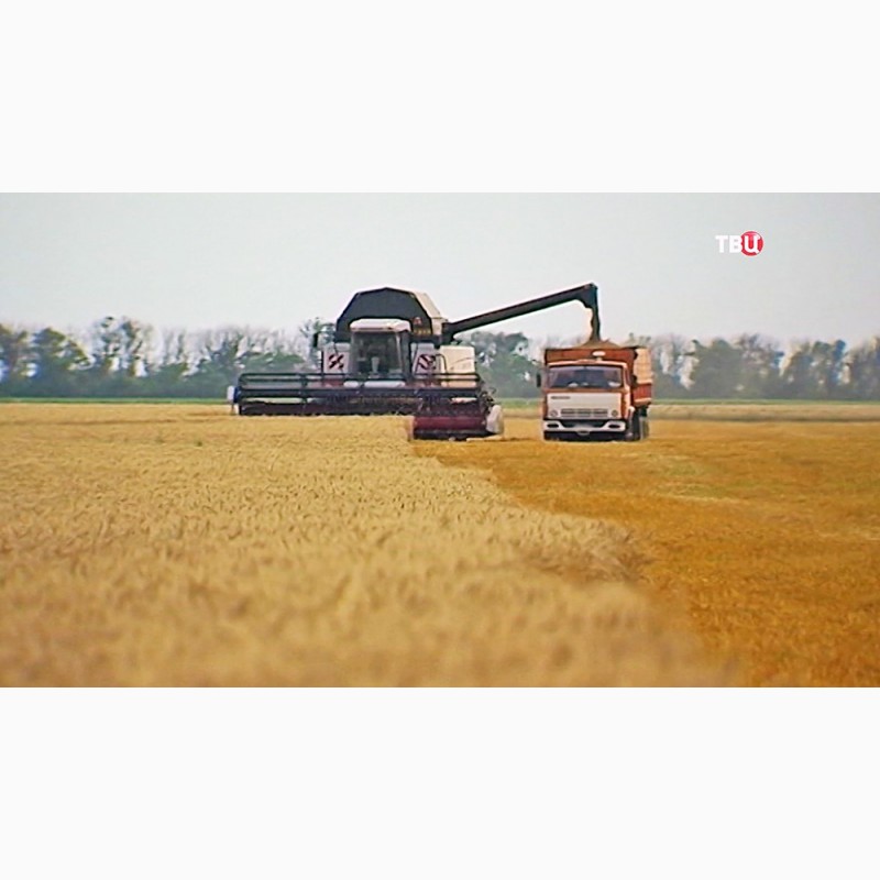Фото 3. Закупка зерновых культур: куплю Пшеницу в вашем регионе