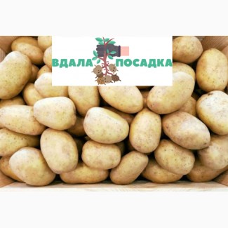 Продам насіння картоплі Арізона.Висока репродукція. Надсилання кар#039; єрськими службами