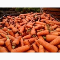 Закупаем для переработки морковь капусту 2 сорт