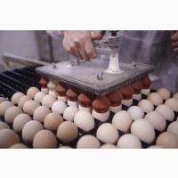 Кобб 500 Бройлер инкубационное яйцо