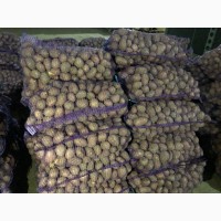 Продам картофель товарный оптом, Черкасская область