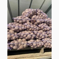 Маю покупців картоплі от фермерів та поставщиків с 10 тонн