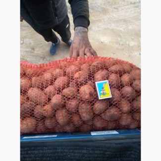 Продам ранний семенной картофель сорт Тайфун Беларосса Озирес со склада оптом калибр 3-4