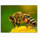 Продам пчелосемьи степной породы