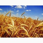 Продам семена пшеницы Самурай. Цена договорная. Количество 1000 тонн