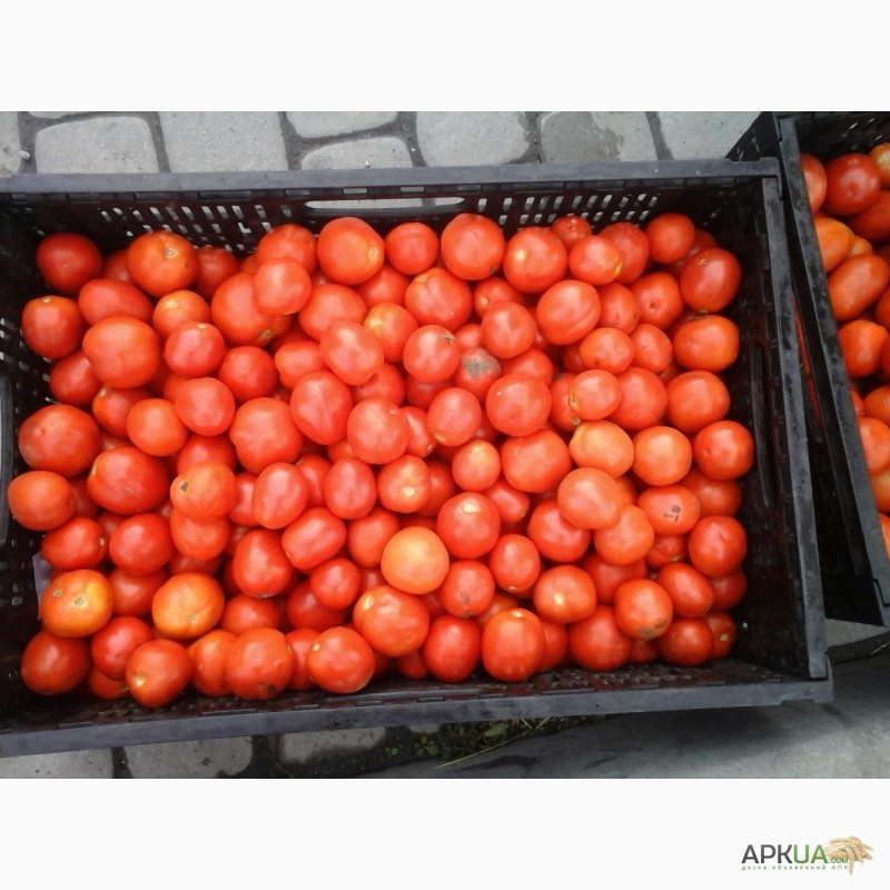 Купить ПОМИДОРЫ / томат, Днепр, Помидоры, томаты — APKUA