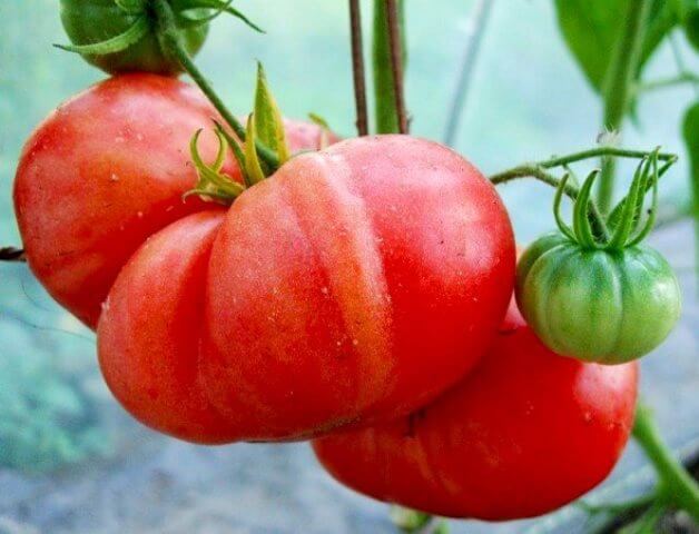 Продам томат семена семен зайцев бильярд