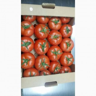 Продам помидор высшего качества (импорт)