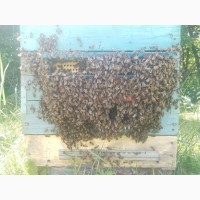 Продам пчелосемьи украинской степной породы (8-12 рамок)
