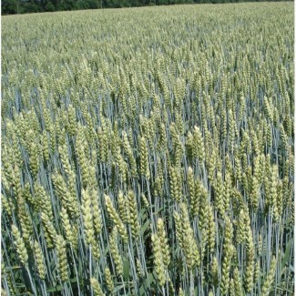 Насіння сортів озимої пшениці Білоцерківської дослідно-селекційної станції