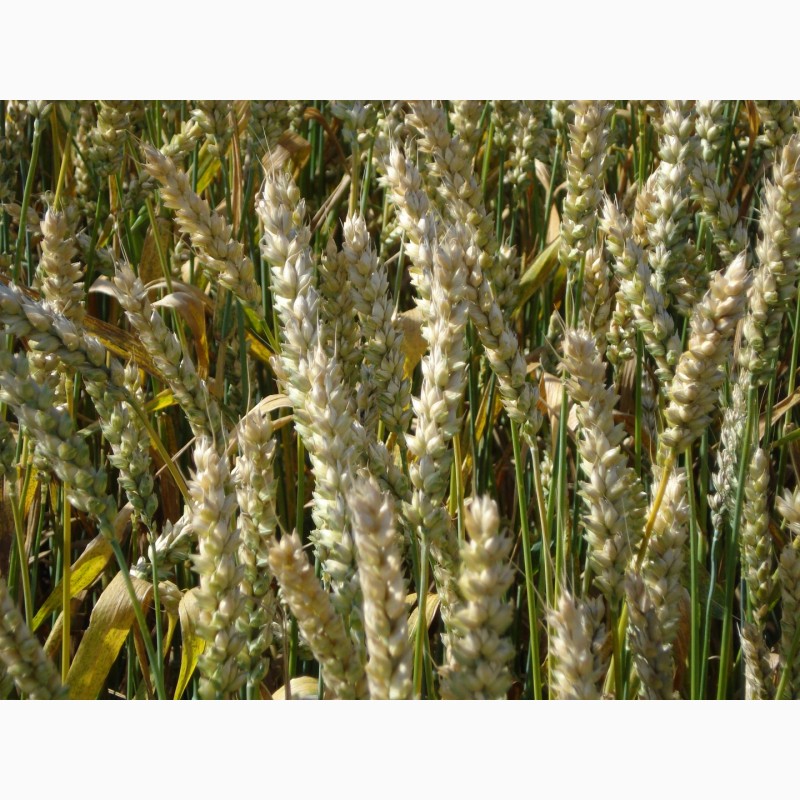 Фото 2. Насіння сортів озимої пшениці Білоцерківської дослідно-селекційної станції