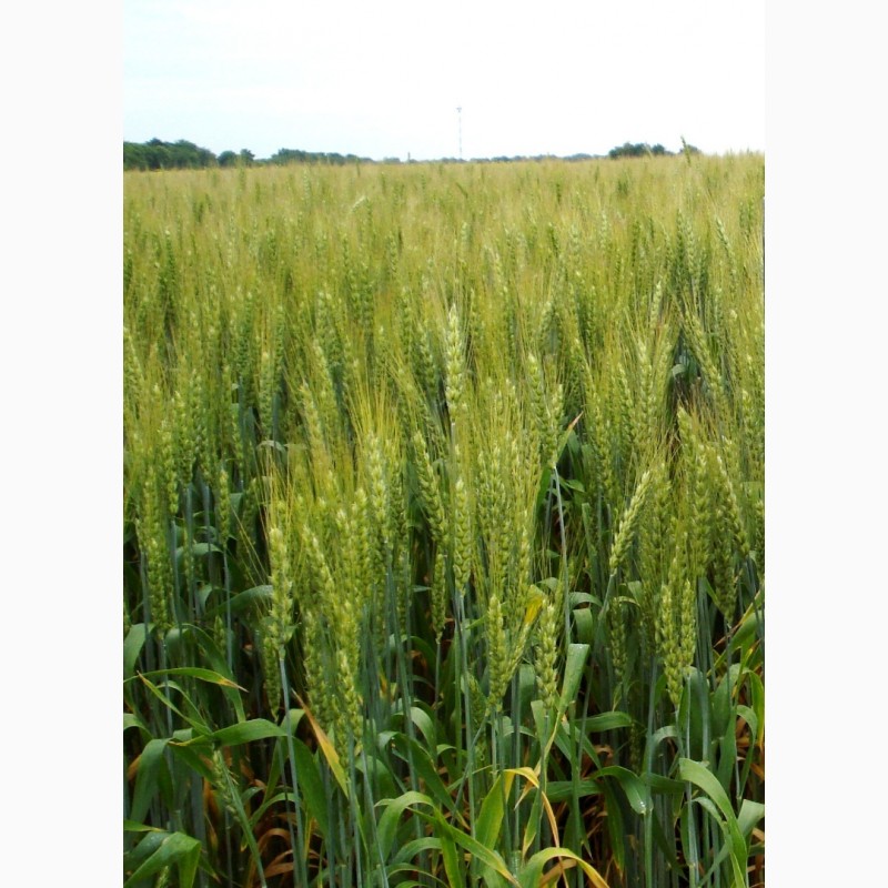 Фото 3. Насіння сортів озимої пшениці Білоцерківської дослідно-селекційної станції