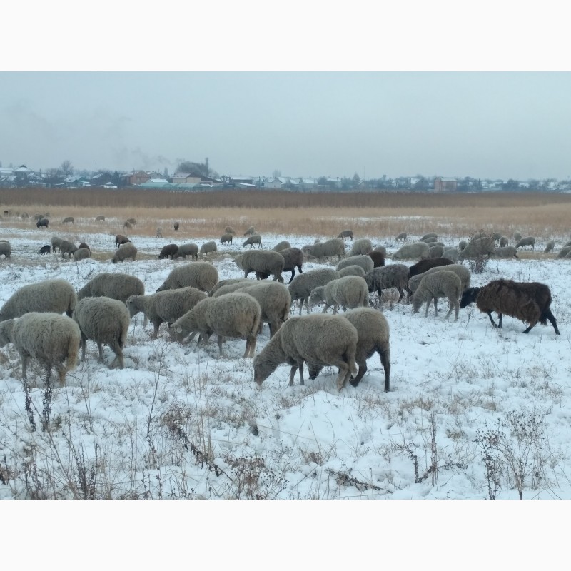 Фото 2. Продам 300 голов котных овец