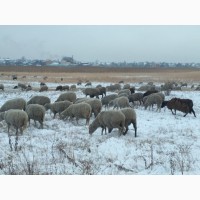 Продам 300 голов котных овец