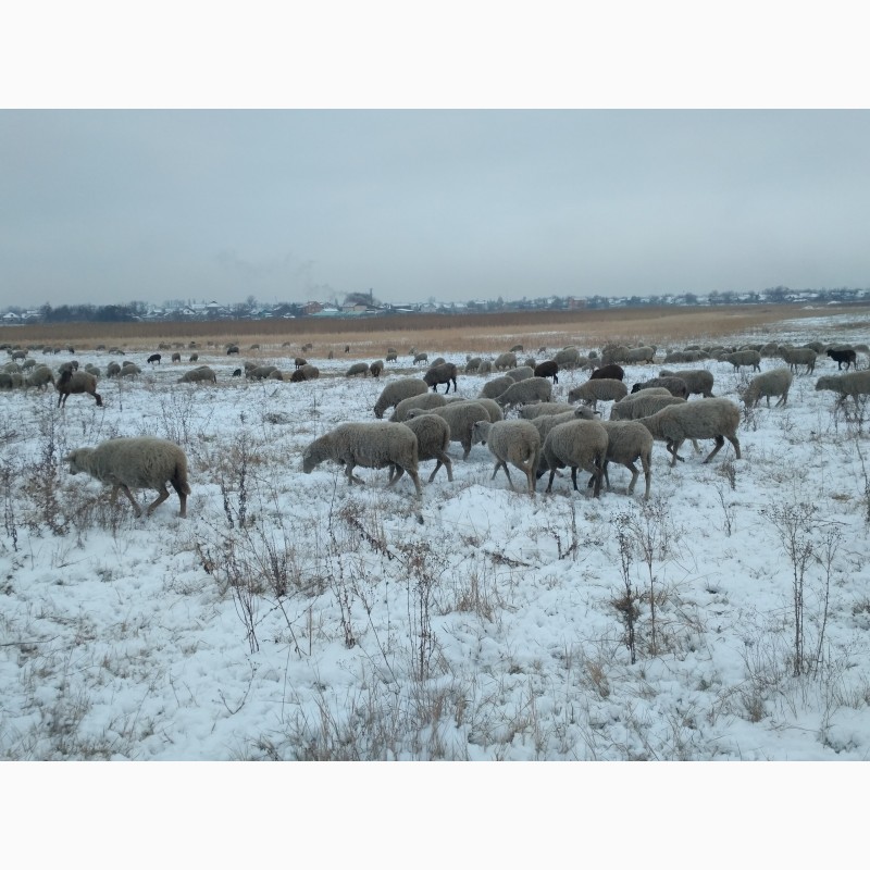 Фото 3. Продам 300 голов котных овец
