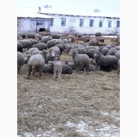 Продаются овцы
