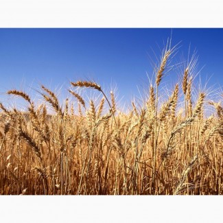 Компанія постійно закуповує пшеницю 2кл., 3кл., 6кл
