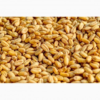 Продам пшеницу 2, 3 кл 200 т. производитель