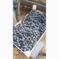 Продам столовый виноград разных сортов оптом в больших обьемах, Одесская обл