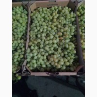 Продам столовый виноград разных сортов оптом в больших обьемах, Одесская обл