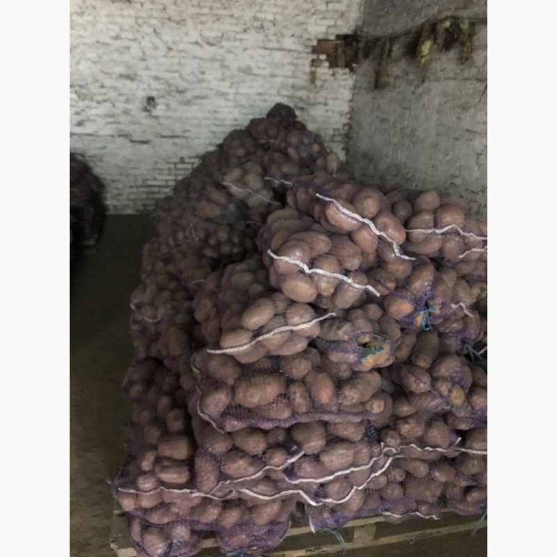 Фото 2. Продаётся картофель белых и красных сортов от производителя ФХ «БОРОДЮК»