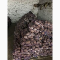 Продаётся картофель белых и красных сортов от производителя ФХ «БОРОДЮК»