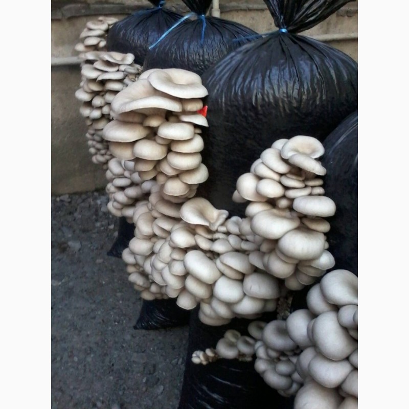 Фото 7. Сушеная вешенка, грибной порошок для медицинских и кулинарных целей