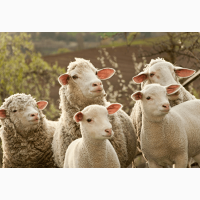 Продаём 220 курдючных Баранов и овец Эдильбайской породы, Запорожская обл