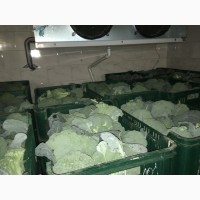 Продам брокколи броколі