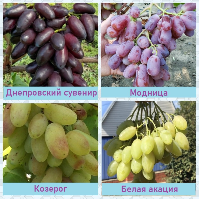 Днепровский сувенир виноград описание сорта фото