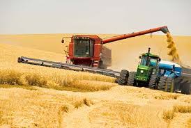 Фото 4. Купим ваш Урожай, закупаем Пшеницу крупным оптом