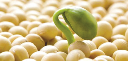 Фото 2. Максус насіння сої раундап (США) перша репродукція