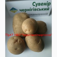 Картопля насіннева еліта від виробника, продаж посадкової картоплі