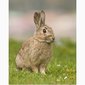 Продам комбикорм для кроликов г. Днепр