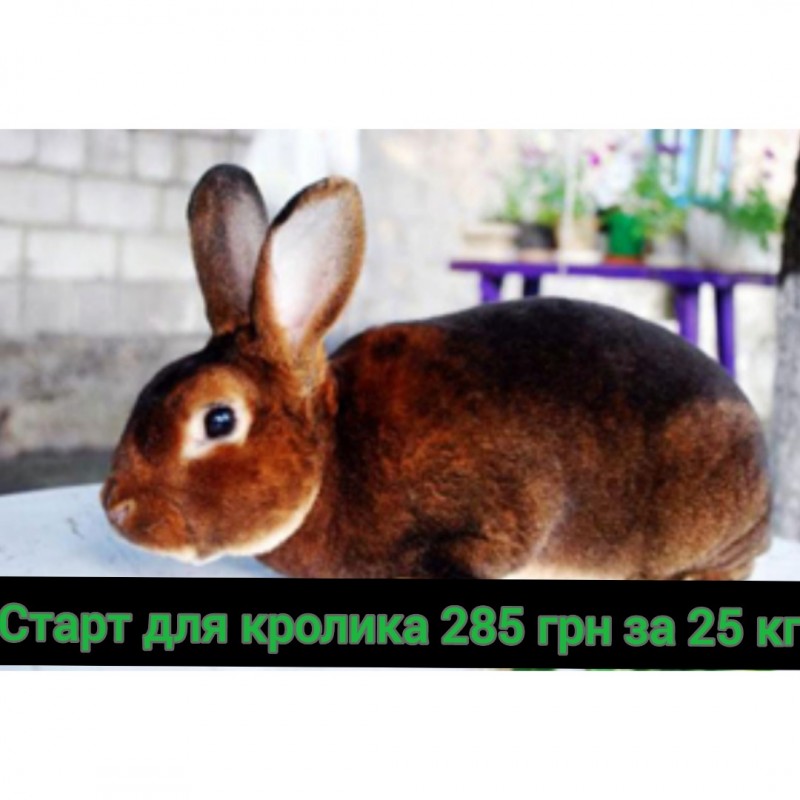 Фото 3. Продам комбикорм для кроликов г. Днепр