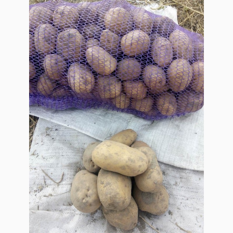Фото 3. Продам картошку від населення