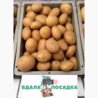 Продам насіння картоплі сорту Коннект. Надсилання Новою поштою